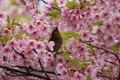 さくらめぐりⅢ