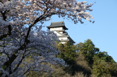 犬山城と桜Ⅵ