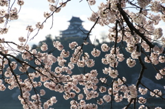 犬山城と桜Ⅸ