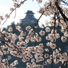 犬山城と桜Ⅸ