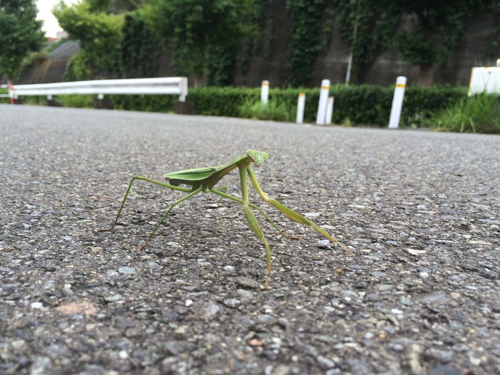 カマキリ立つ