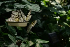 群がる
