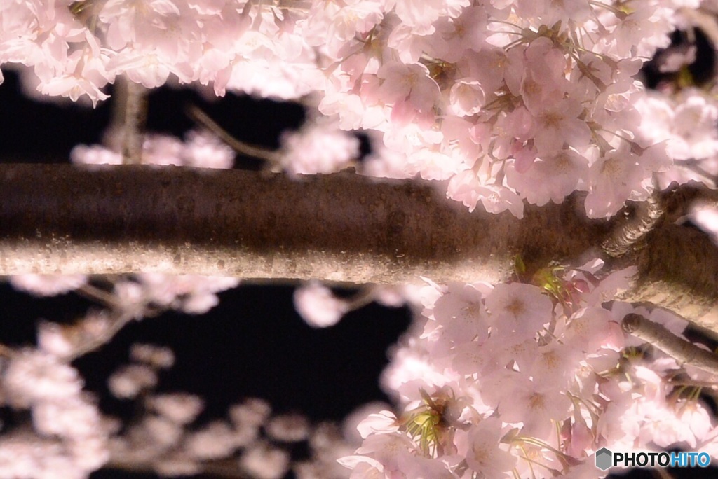 夜の桜