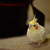 オカメ