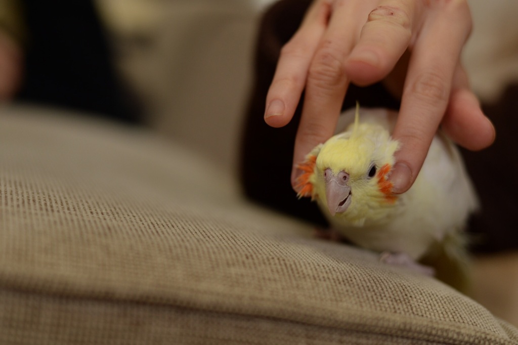 モフモフ