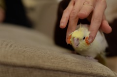 モフモフ