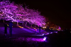 夜桜