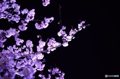 夜桜