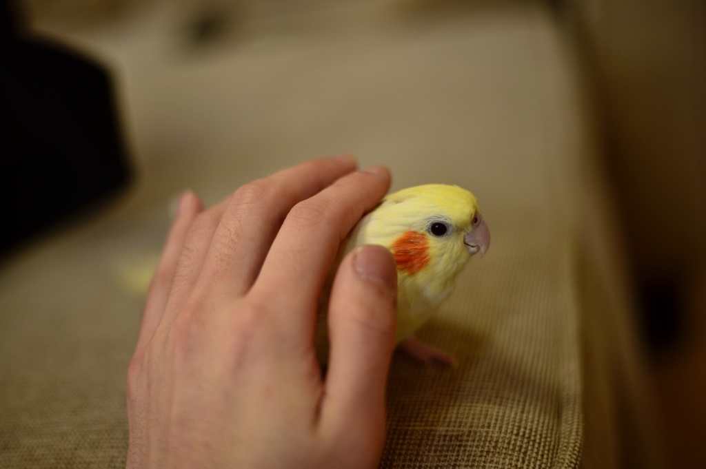 ナデナデ