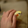 ナデナデ