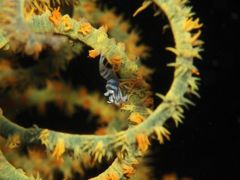 Spiral!