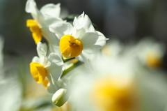 Narcissus