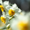 Narcissus