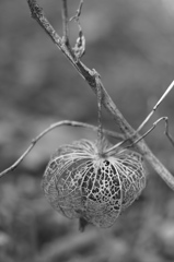 monochrome lantern