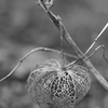 monochrome lantern