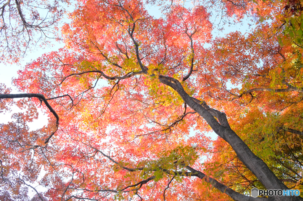 池のほとりの紅葉