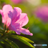 ツツジの花3