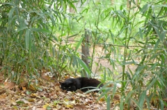 黒猫