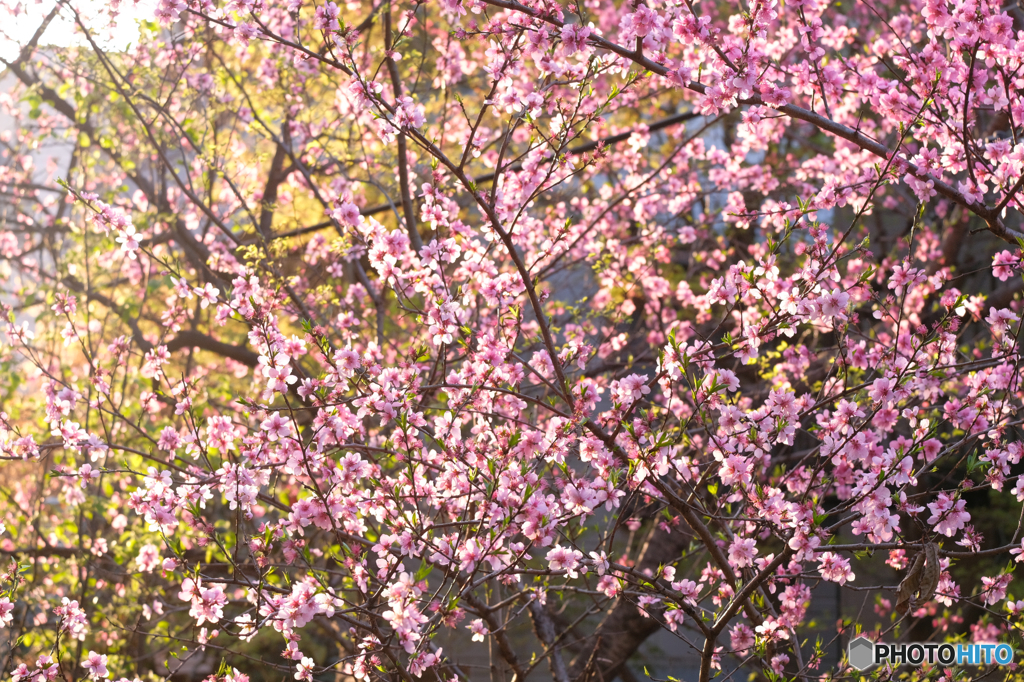 桃の花