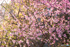 桃の花