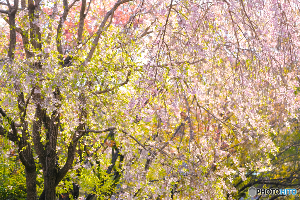 枝垂れ桜