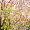 枝垂れ桜