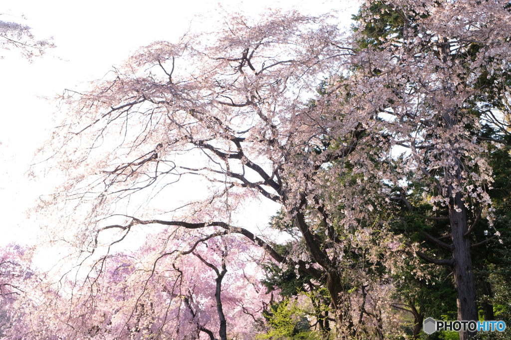 枝垂桜