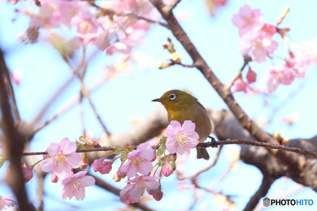 メジロと桜