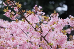 DSCF1068z