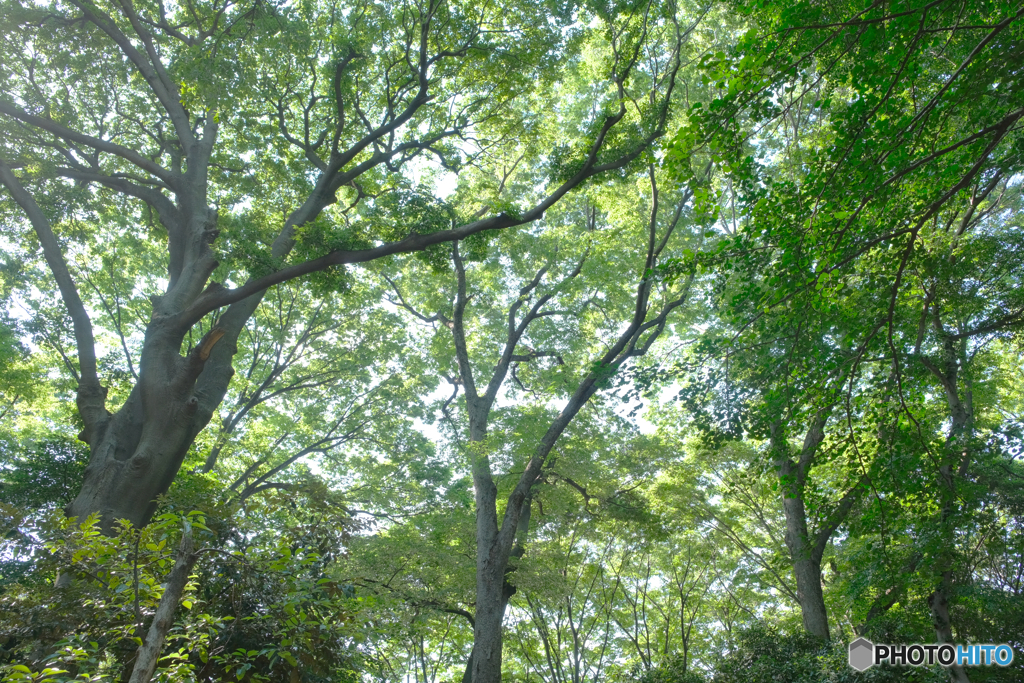 初夏の森2