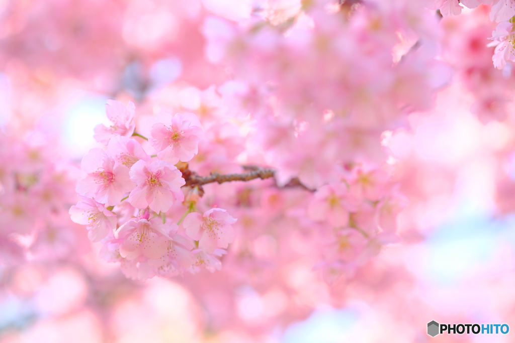 河津桜2