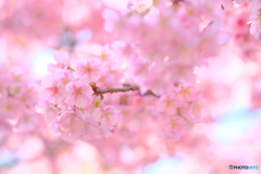 河津桜2