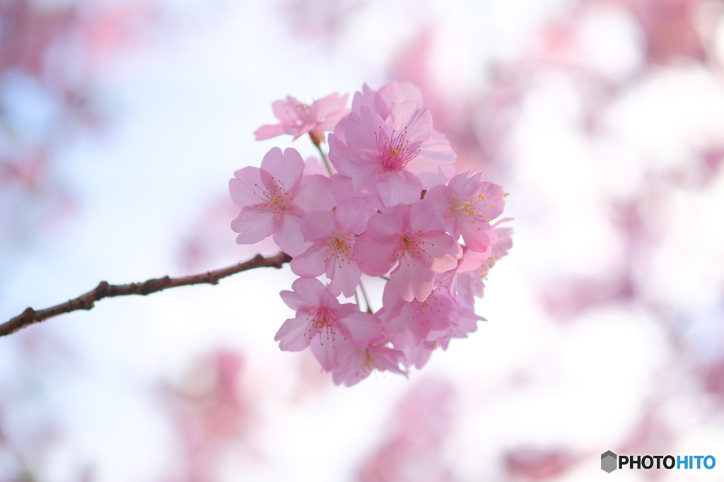 河津桜2