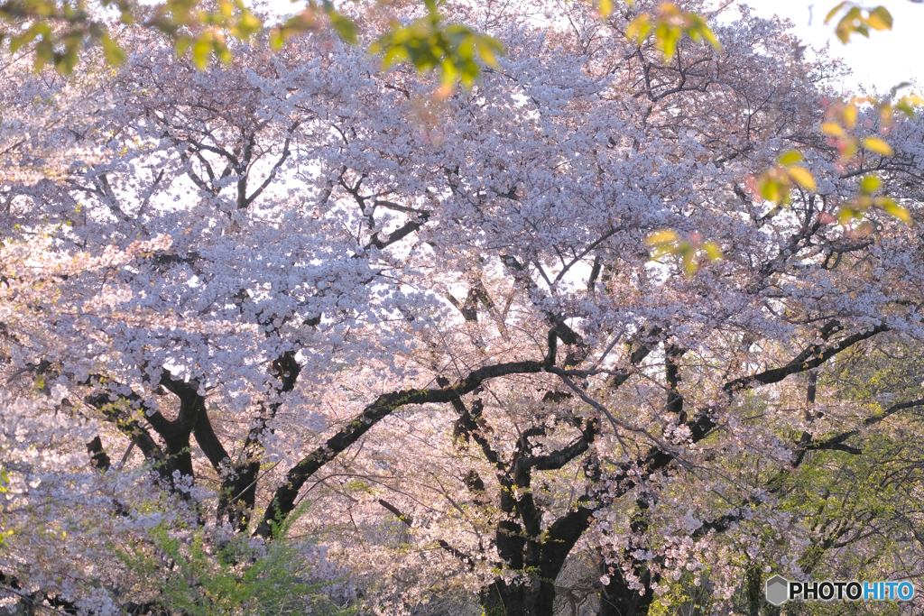 桜並木