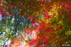 秋の森16
