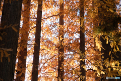ラクウショウの森