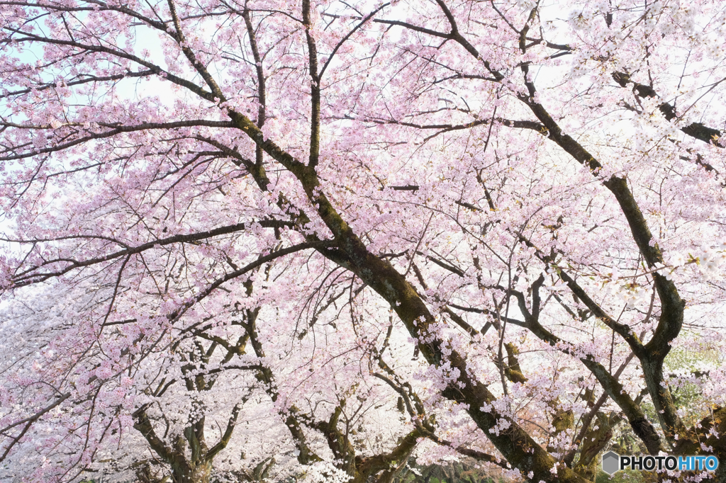 桜並木