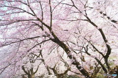 桜並木