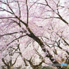 桜並木
