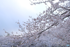 桜の花2