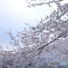 桜の花2