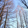 冬の森