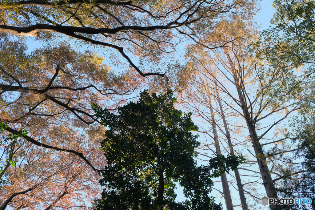 秋の森11
