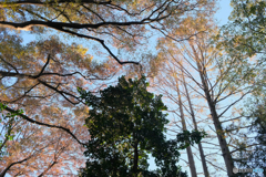 秋の森11