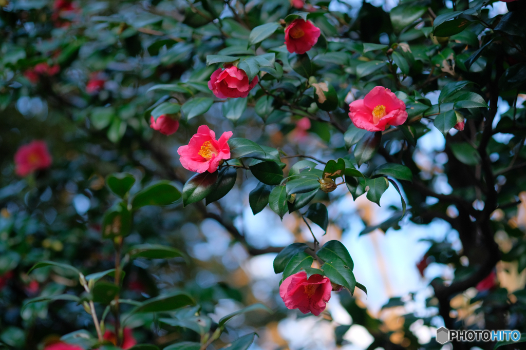 藪椿の花