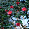 藪椿の花