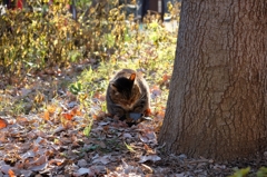 野良猫