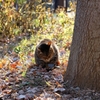 野良猫