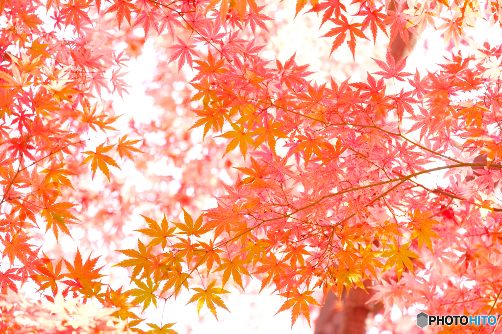 紅葉2