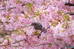 桜とヒヨドリ2